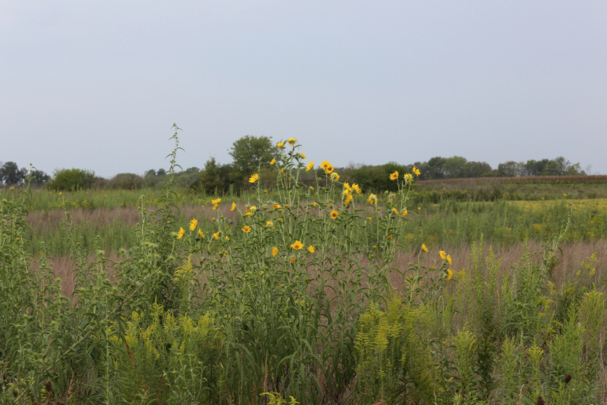 Full Size Image = 1450 K