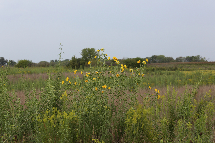 Full Size Image = 1306 K