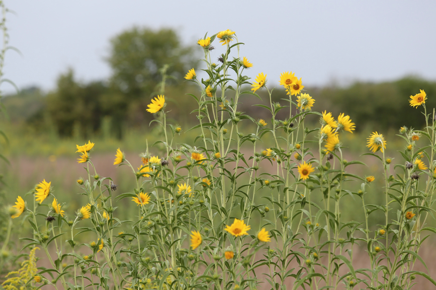 Full Size Image = 1083 K