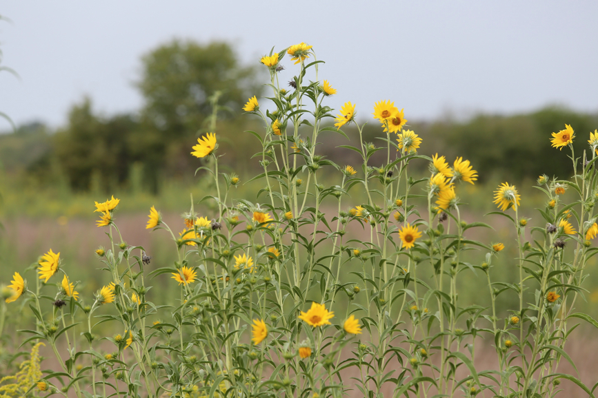 Full Size Image = 1073 K