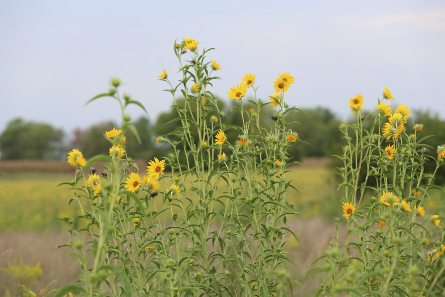 Full Size Image = 823 K