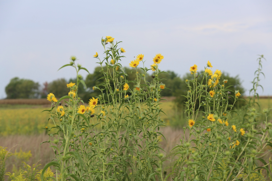 Full Size Image = 894 K