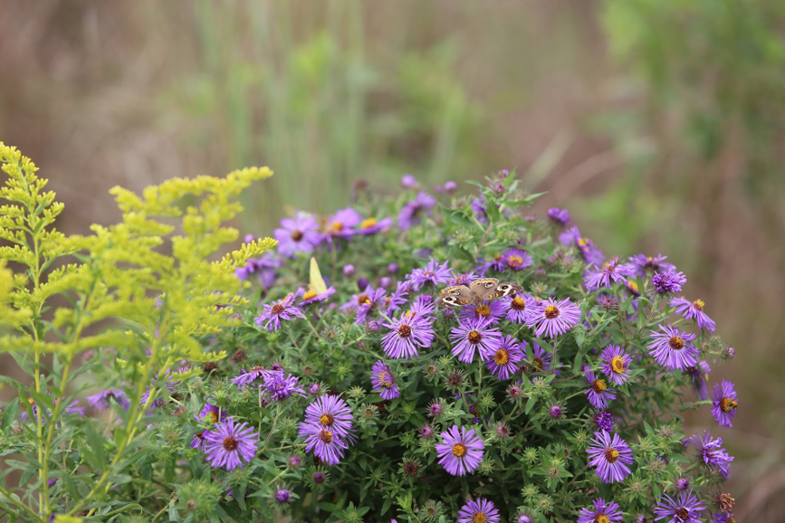 Full Size Image = 1045 K