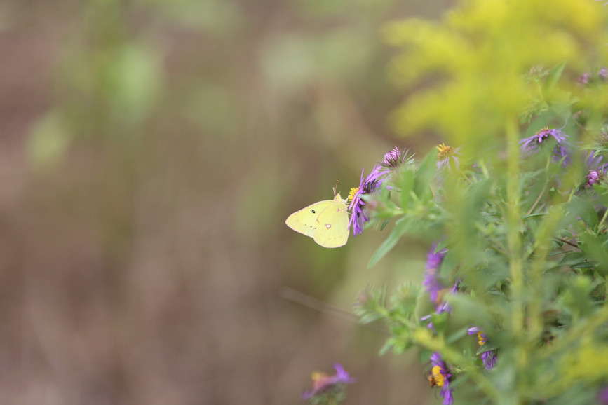 Full Size Image = 470 K