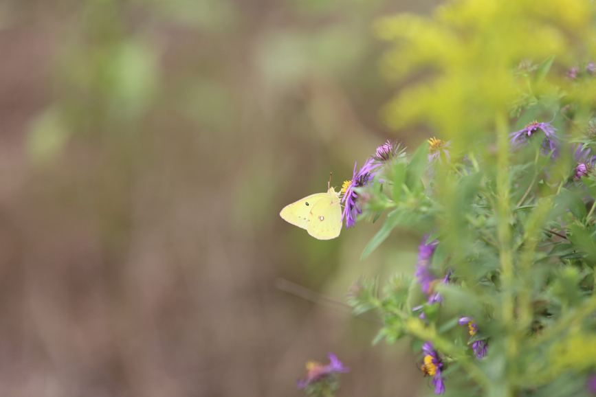 Full Size Image = 457 K