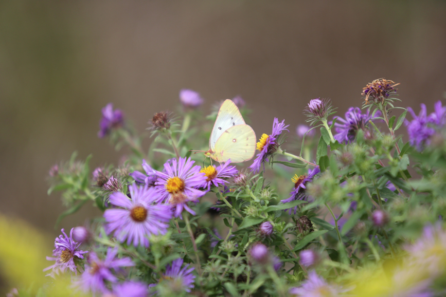 Full Size Image = 783 K