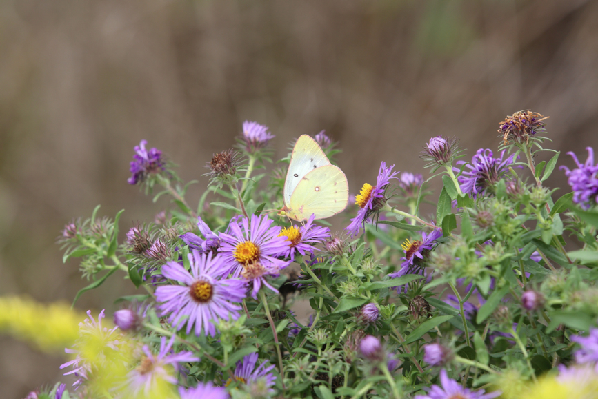 Full Size Image = 897 K