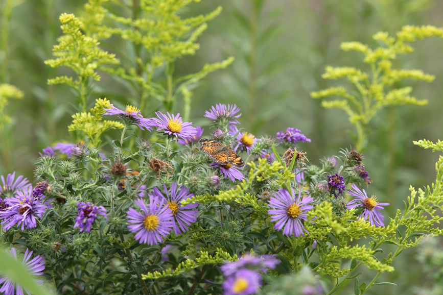 Full Size Image = 1156 K