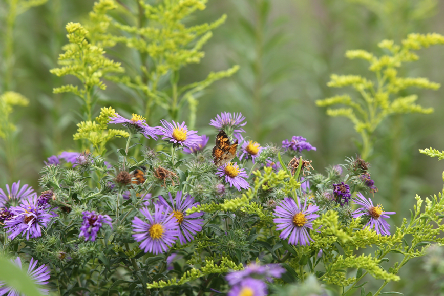 Full Size Image = 1151 K