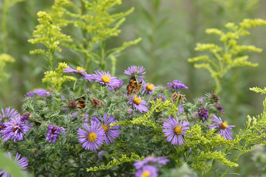 Full Size Image = 1096 K