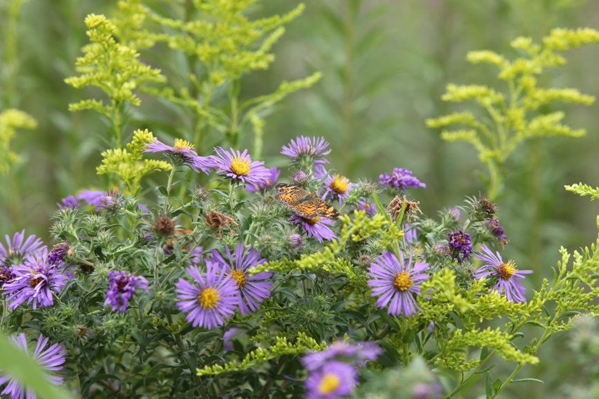 Full Size Image = 1115 K