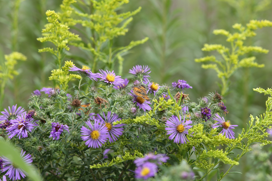 Full Size Image = 1120 K