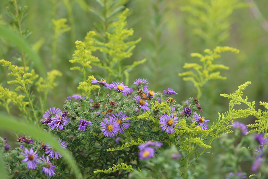 Full Size Image = 950 K