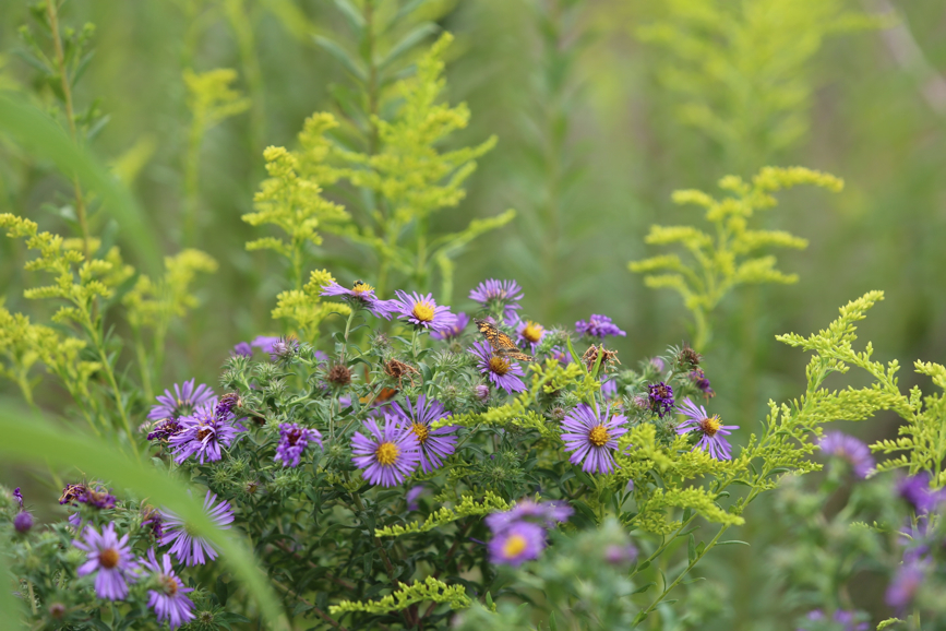 Full Size Image = 946 K