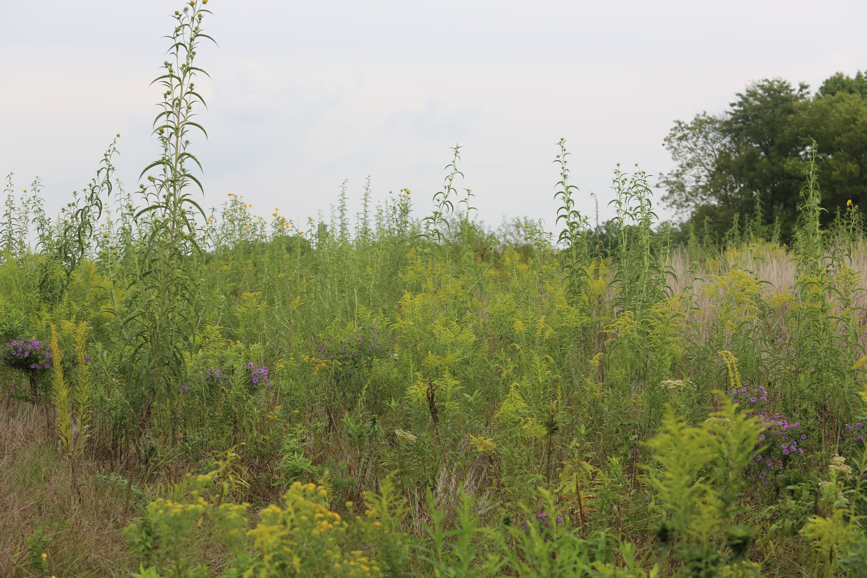 Full Size Image = 1705 K