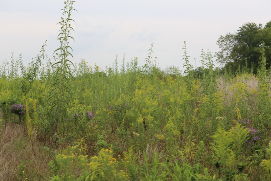 Full Size Image = 1334 K