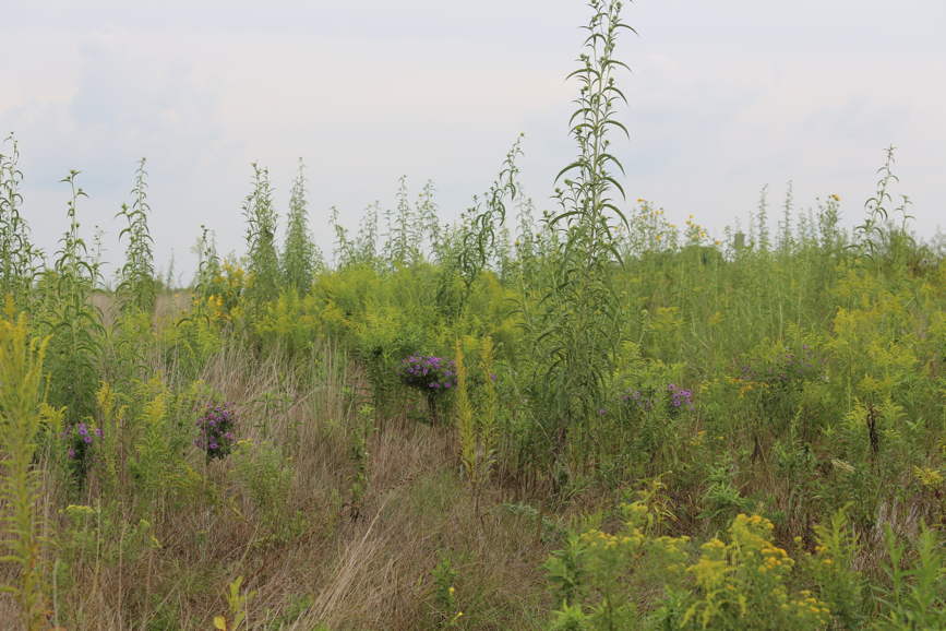 Full Size Image = 1705 K