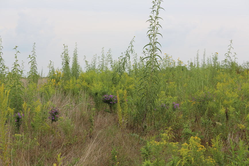 Full Size Image = 1573 K