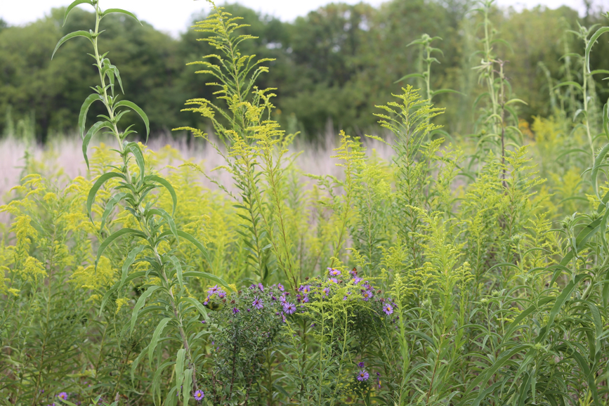 Full Size Image = 1455 K