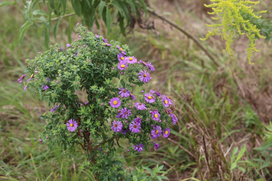 Full Size Image = 1148 K