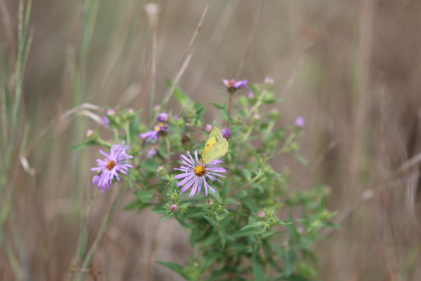 Full Size Image = 525 K