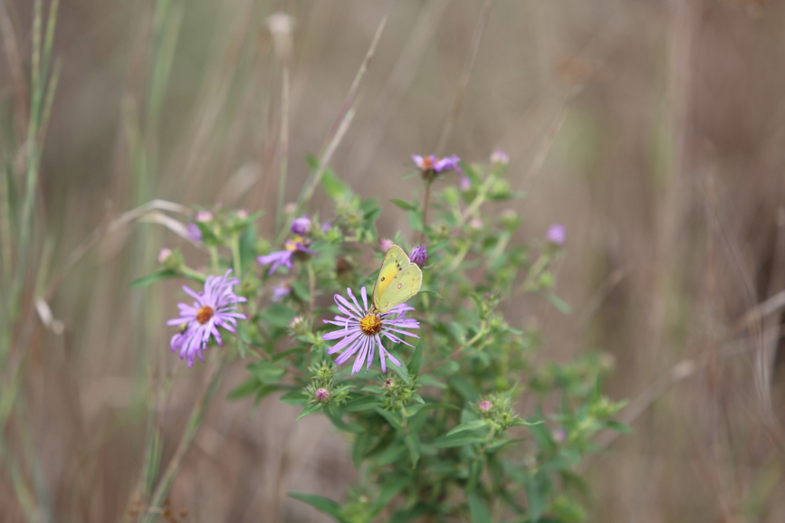 Full Size Image = 518 K