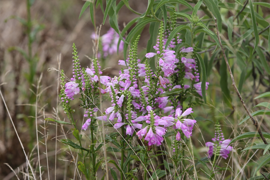 Full Size Image = 1133 K