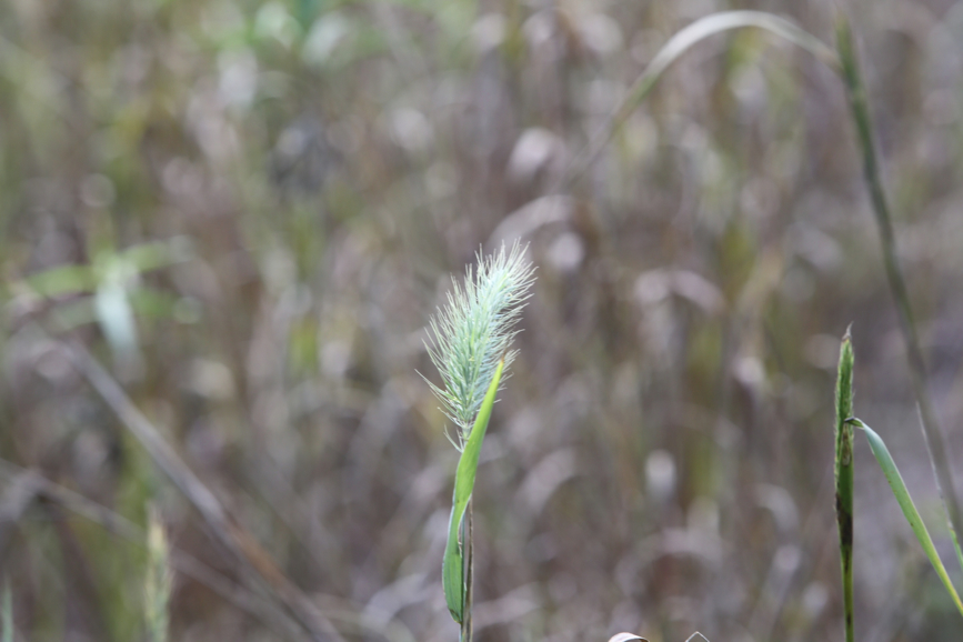 Full Size Image = 606 K