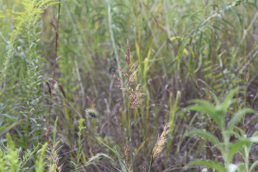 Full Size Image = 941 K