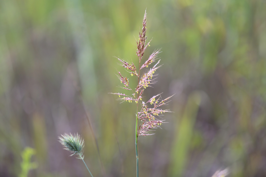 Full Size Image = 487 K