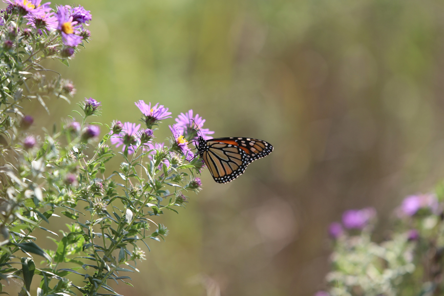 Full Size Image = 752 K