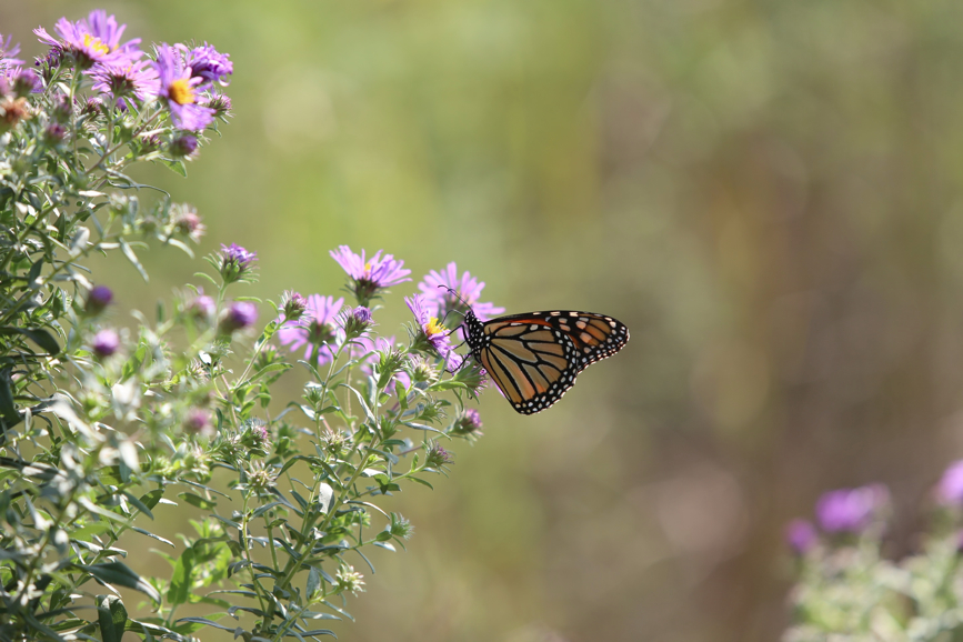 Full Size Image = 803 K