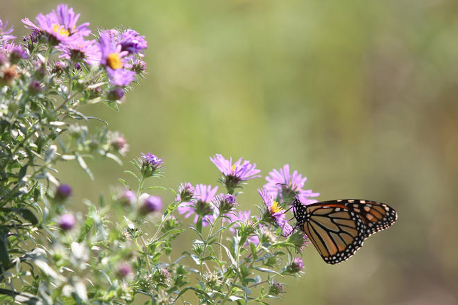 Full Size Image = 624 K