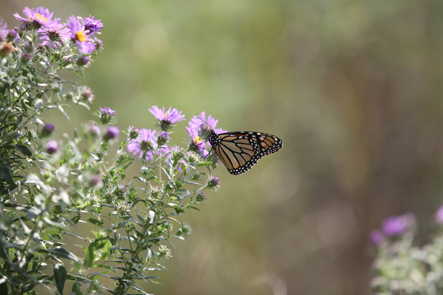 Full Size Image = 906 K