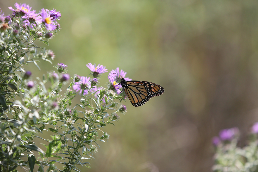 Full Size Image = 900 K