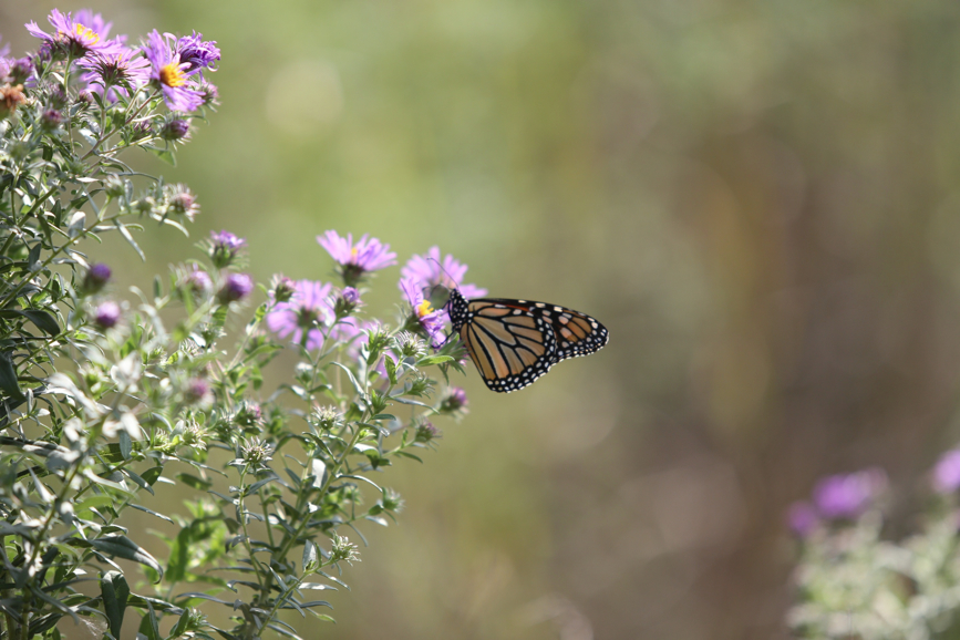 Full Size Image = 868 K