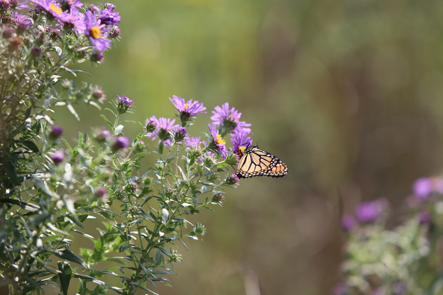 Full Size Image = 839 K