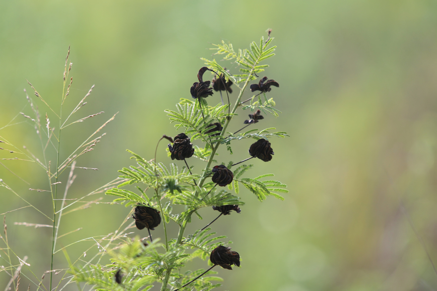 Full Size Image = 706 K