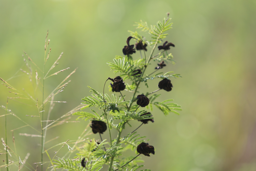 Full Size Image = 564 K