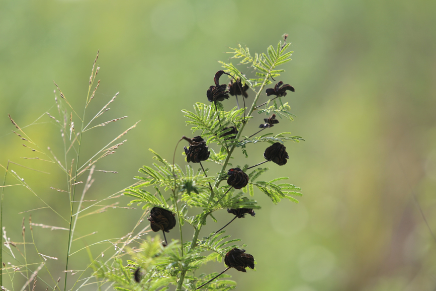 Full Size Image = 729 K