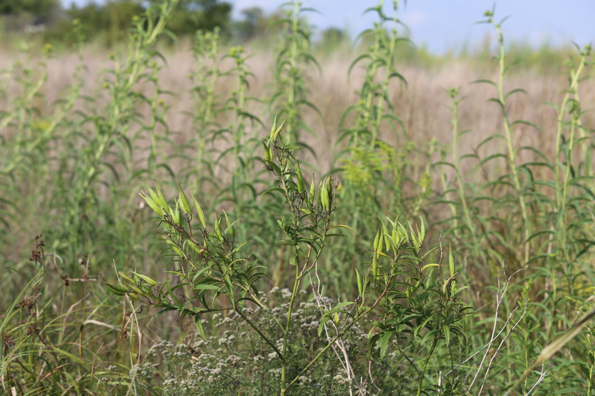 Full Size Image = 1111 K