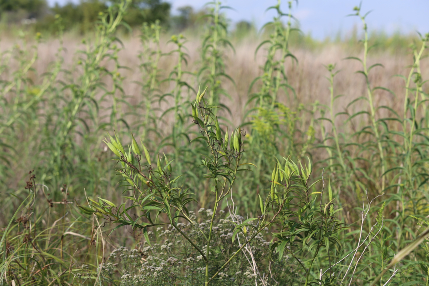 Full Size Image = 1096 K