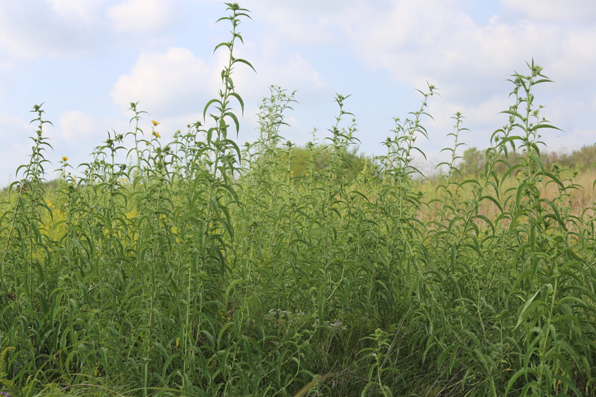 Full Size Image = 1576 K