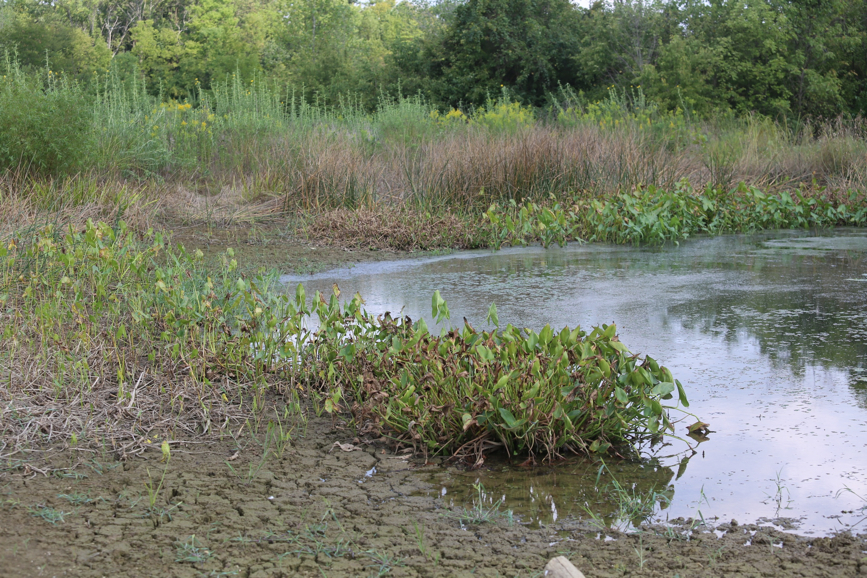 Full Size Image = 2089 K