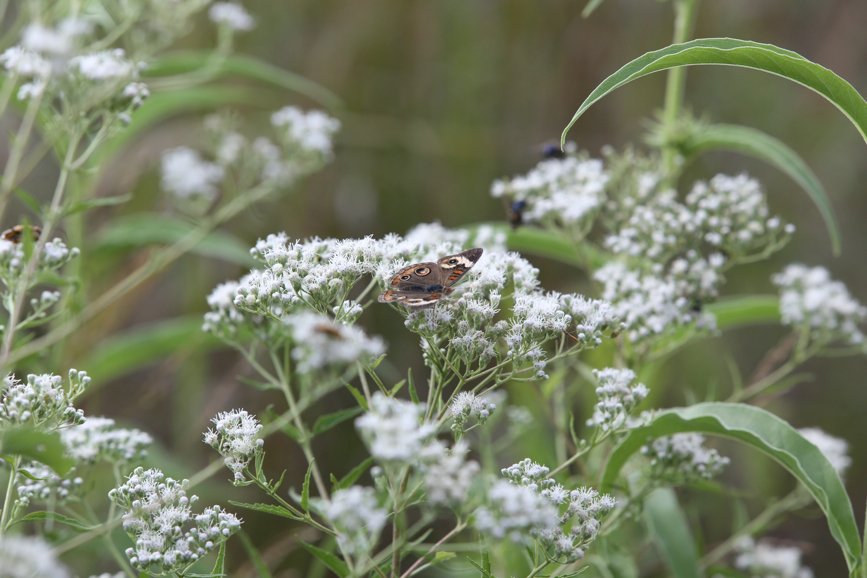 Full Size Image = 897 K