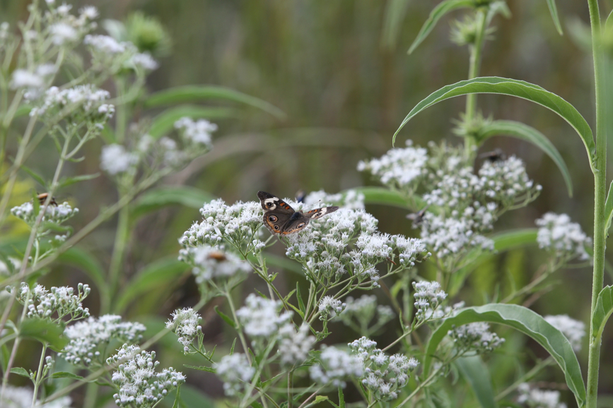 Full Size Image = 911 K