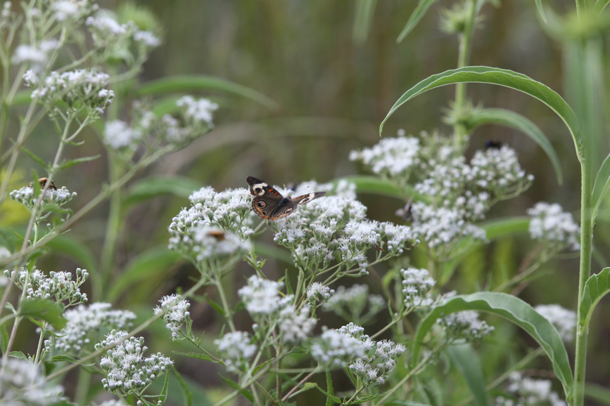 Full Size Image = 895 K