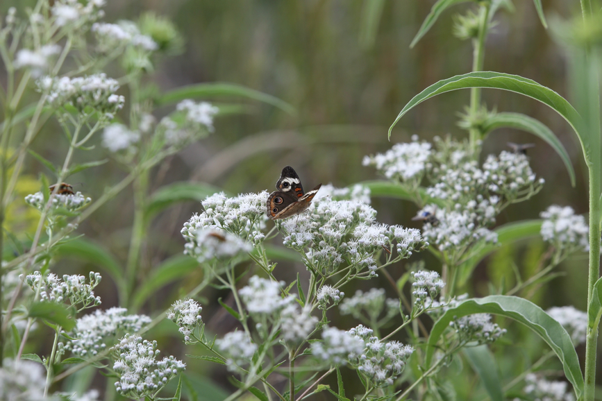 Full Size Image = 948 K