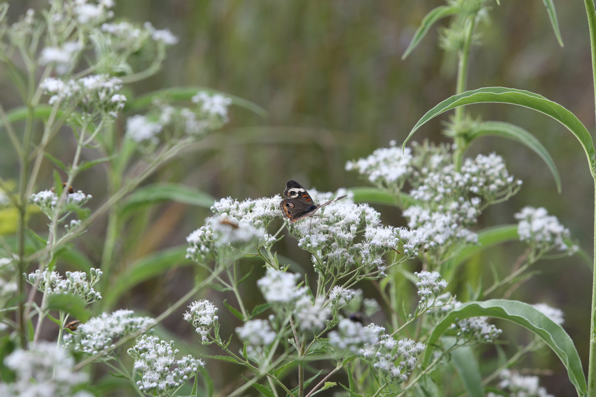 Full Size Image = 939 K