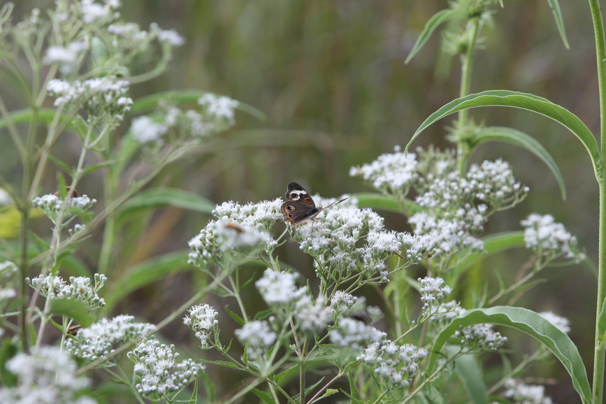 Full Size Image = 943 K